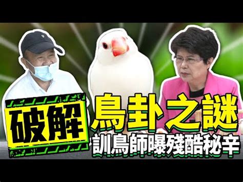 文鳥算命|【新北。那些年的心靈雞湯。媽祖廟文鳥卦】 – 呆曼愛旅行